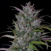 Classic  Line  Trippy  Gorilla  Feminised  Cannabis  Seeds