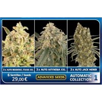 Collection 1  Automatic  Feminised  Auto  Flowering  Cannabis  Seeds