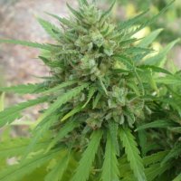 Copacabana SuperAuto Feminised Seeds