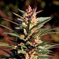 Danky Doodle Feminized Strain