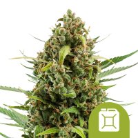 Diesel  Auto  Feminised  Cannabis  Seeds