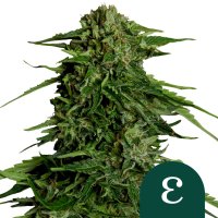 Epsilon  F1  Auto  Feminised  Cannabis  Seeds