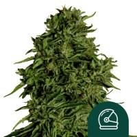 F1  Cosmos  Cbd  Auto  Flowering  Cannabis  Seeds
