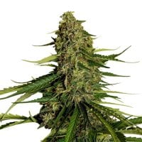 F1  Gaia  Auto  Feminised  Cannabis  Seeds