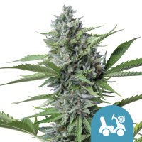 Fast  Eddy  Automatic  Feminised  Cannabis  Seeds