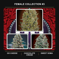 Female  Collection 3  Feminised  Cannabis  Seeds