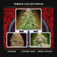 Female  Collection 4  Feminised  Cannabis  Seeds