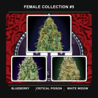 Female  Collection 5  Feminised  Cannabis  Seeds