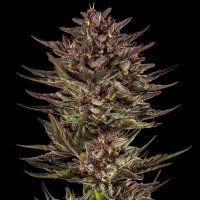 Frosted  Zinn  X  Cookie  Dog  Autoflowering  Cannabis  Seeds