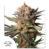 Frozen  Biscotti  Auto  Flowering  Cannabis  Seeds