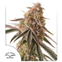 Frozen  Biscotti  Feminised  Cannabis  Seeds