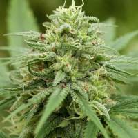 G13  Labs  Cannabis  Seeds  Pineapple  Express 2  Feminised