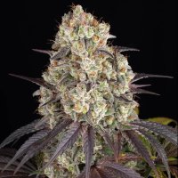 Gary  Payton  Feminised  Cannabis  Seeds 0
