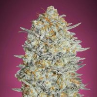 Gelato 33