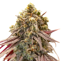 Gelato  Mints  Auto