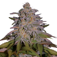Glazed  Gushers  Feminised  Cannabis  Seeds