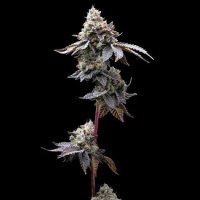 Gmo  Cookies  Feminised  Cannabis  Seeds