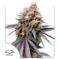 Gmo  Fast  Feminised  Cannabis  Seeds