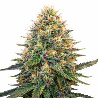 Good Shit Auto Flowering Cannabis Seeds
