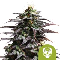 Granddaddy  Purple  Auto