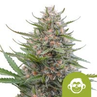 Grape  Ape  Auto
