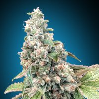 Harlequin  Cbd  Feminised  Cannabis  Seeds