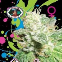 Head  Cheese  Feminised  Cannabis  Seeds