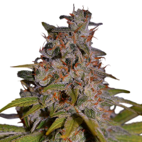 Honey Papaya Feminised