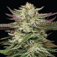 Humboldt  Headband  Auto  Flowering  Cannabis  Seeds