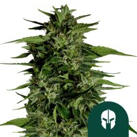 Hyperion  F1  Auto  Flowering  Cannabis  Seeds