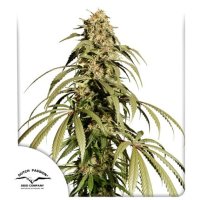 Ice  Cream  Haze  Feminised  Cannabis  Seeds