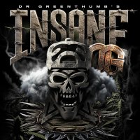 Insane  Og  Feminised  Cannabis  Seeds