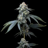Jealousy  Feminised  Cannabis  Seeds