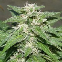 King Kong AUTO Feminised Seeds
