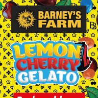 Lemon  Cherry  Gelato  Feminised  Cannabis  Seeds