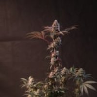 Lemon  Cherry  Runtz  Auto  Feminised  Cannabis  Seeds