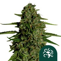 Medusa F1 Auto Flowering Cannabis Seeds