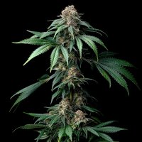Mendo  Breath  Feminised  Cannabis  Seeds