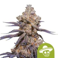 Mexican  Rush  Auto  Feminised  Cannabis  Seeds