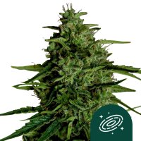 Milky Way F1 Auto Flowering Cannabis Seeds