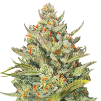 Mimosa  Max  Autoflowering  Cannabis  Seeds