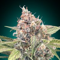 Northern  Lights  Cbd  Feminised  Cannabis  Seeds
