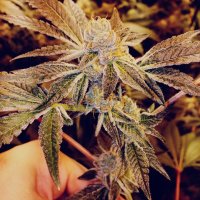 Oa Cannabis  Seeds  Gorilla  Glue 4  X  Sfv