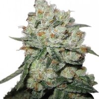 Og  Kush  Feminised  Cannabis  Seeds  Phoenix  Cannabis  Seeds 0