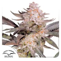 Orange  Bud 20  Feminised  Cannabis  Seeds
