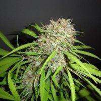 Original  Skunk  Express  Auto  Feminised  Cannabis  Seeds  Phoenix  Cannabis  Seeds 0