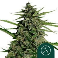 Orion F1 Auto Flowering Cannabis Seeds
