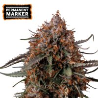 Permanent  Marker  Feminised  Cannabis  Seeds