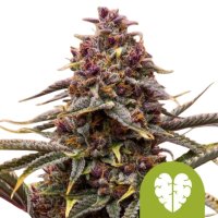 Pink  Mist  Auto  Flowering  Cannabis  Seeds