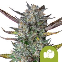 Purple  Punch  Auto  Feminised  Cannabis  Seeds